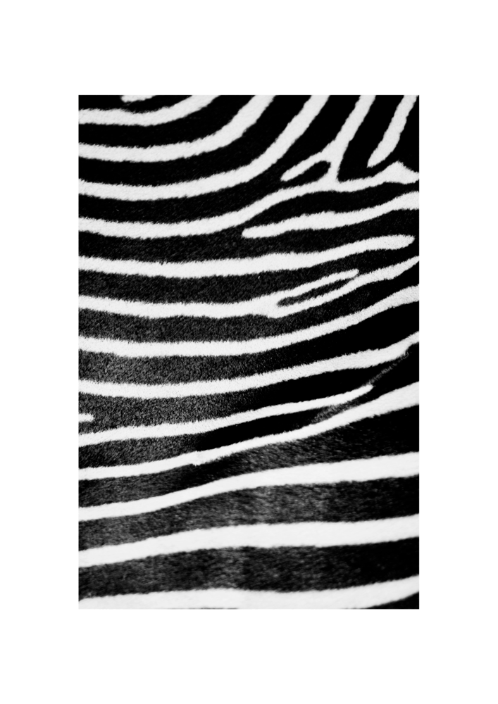 Zebra - Lámina de la colección Animales