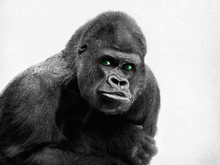Load image into Gallery viewer, Gorilla - Art print from the Animals collection
