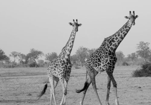 Giraffes - Art print from the Animals collection