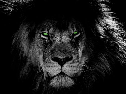 King Lyon - Art print from the Animals collection