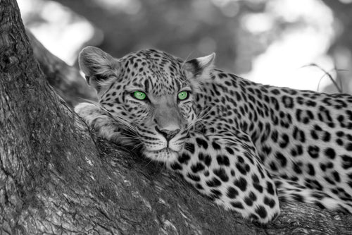 Leopard - Print from the Animals collection