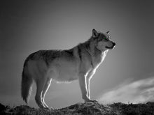 Load image into Gallery viewer, Wolf - Print from the Animals collection
