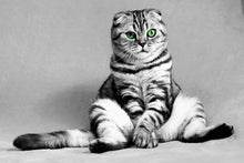 Load image into Gallery viewer, Baby cat - Art print from the Animals collection
