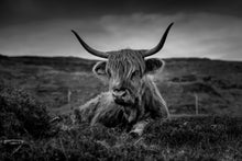 Load image into Gallery viewer, Cattle - Art print from the Animals collection
