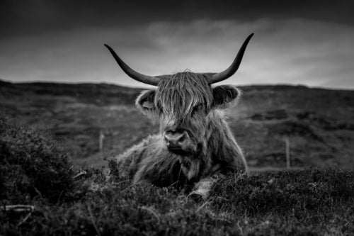 Cattle - Art print from the Animals collection