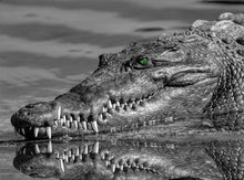 Cargar imagen en el visor de la galería, Cocodrilo - Lámina de la colección Animales
