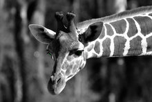 Cargar imagen en el visor de la galería, Jirafa - Lámina de la colección Animales
