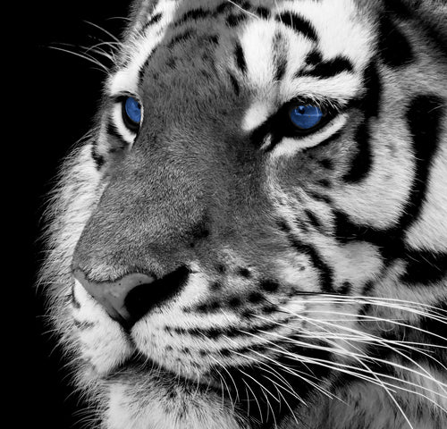 Blue tiger - Art print from the Animals collection