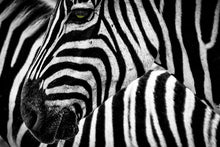 Cargar imagen en el visor de la galería, Zebra1 - Lámina de la colección Animales
